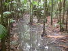 A Creek in the Maleny Rainforest.JPG