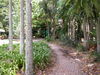 A Walk through the trees in Brisbane.jpg