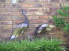 African Metal Bird Sculpture.jpg