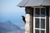 Bird on the Side of the Table Mountain Curio Shop.JPG