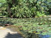 Brisbane Botanical Gardens Lily Pond.JPG