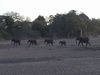 Elephants in the Tuli Block Botswana 10.jpg