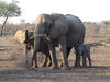 Elephants in the Tuli Block Botswana 6.jpg