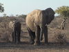 Elephants in the Tuli Block Botswana 8.jpg