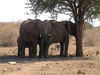 Elephants in the Tuli Block Botswana.jpg