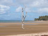 Lone Tree on a  Mackay Beach QLD 2.jpg