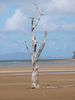 Lone Tree on a  Mackay Beach QLD.jpg